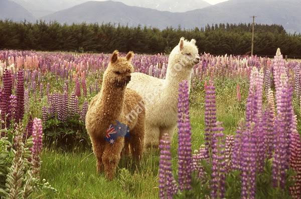 Alpine Alpacas Fairlie