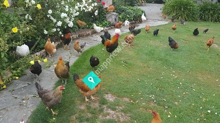 Andrew's Chooks