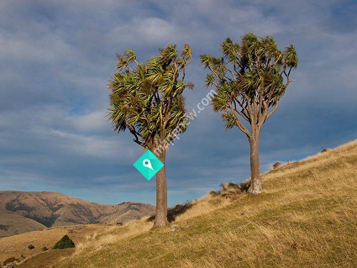 Banks Peninsula Conservation Trust