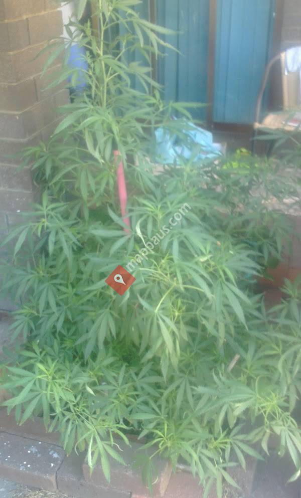 Beechboro