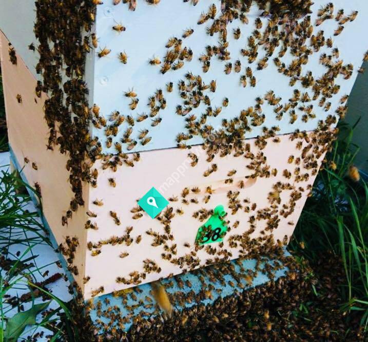 Beetopia