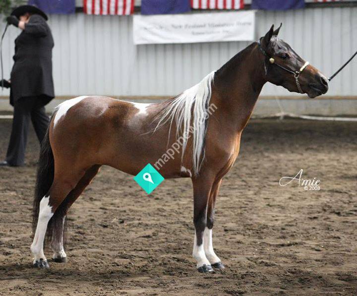 Birchhills Miniature Horse Stud