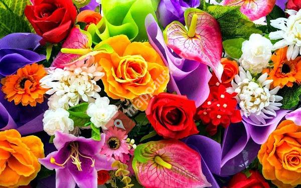 Cairns Flower Market