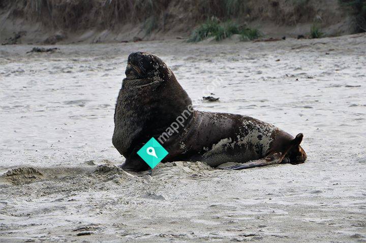 Catlins Scenic & Wildlife Tours