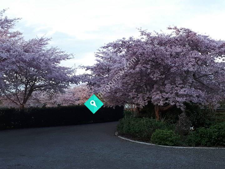Cherry Blossom House