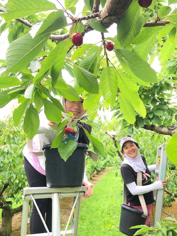 Cherryland