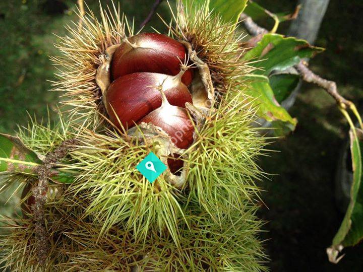 Chestnut Ridge Farmstay B&B & Orchard