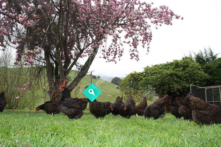 Chook Manor Limited
