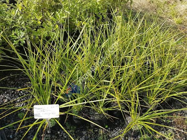 Coastal Growers