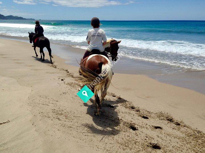 Coastal Riding - Whangarei Heads