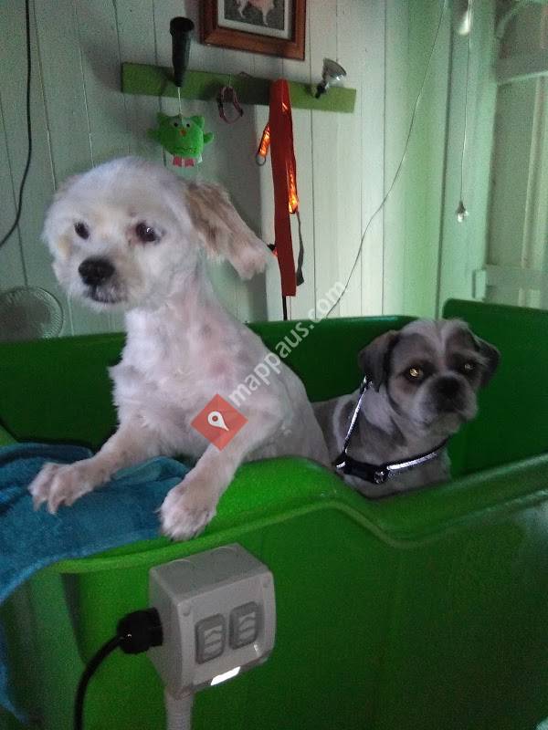 Cute Dog and Cat Salon
