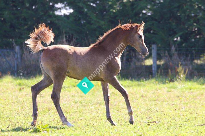 Desert Heritage Arabians NZ