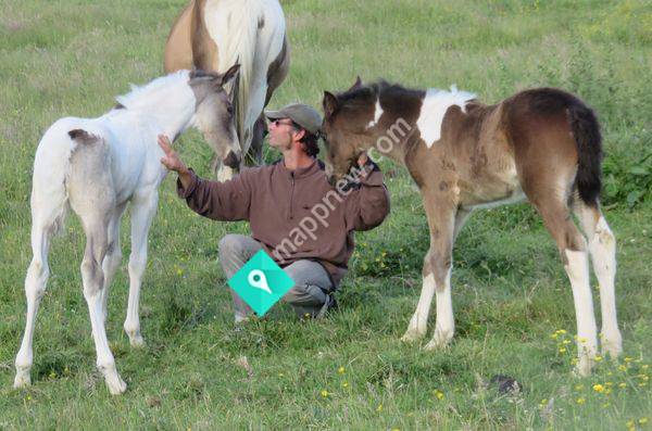 Destiny Sporthorses