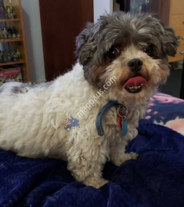 Doggie Stylez Grooming