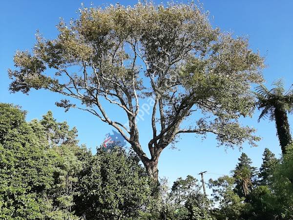 EUCY Tree Care & Landscapes Ltd