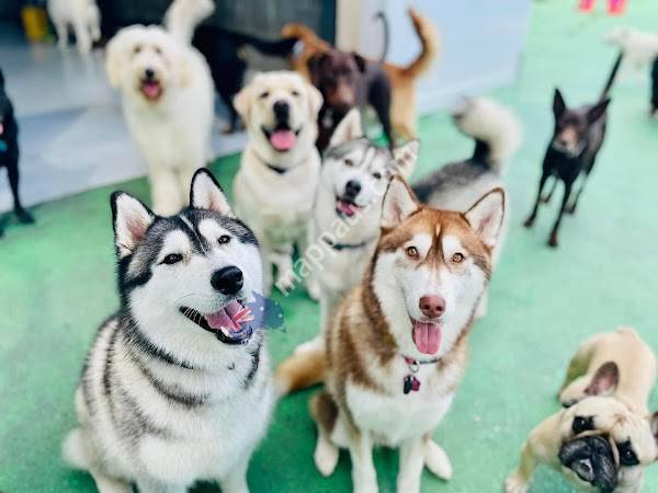 Fetch 'n' Fun Wellness and Daycare