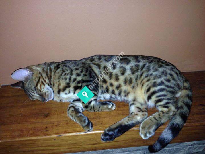 Finanne Bengals