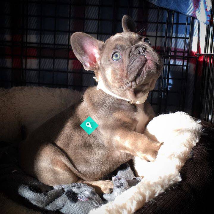 French bulldogs New Zealand