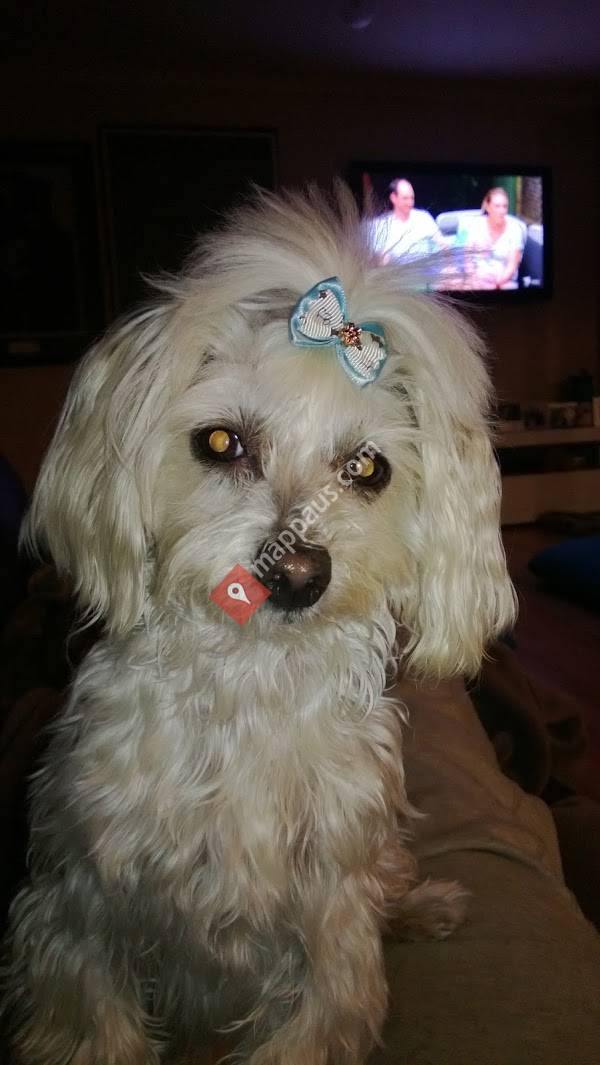 Furry Little Angels Mobile Dog Grooming