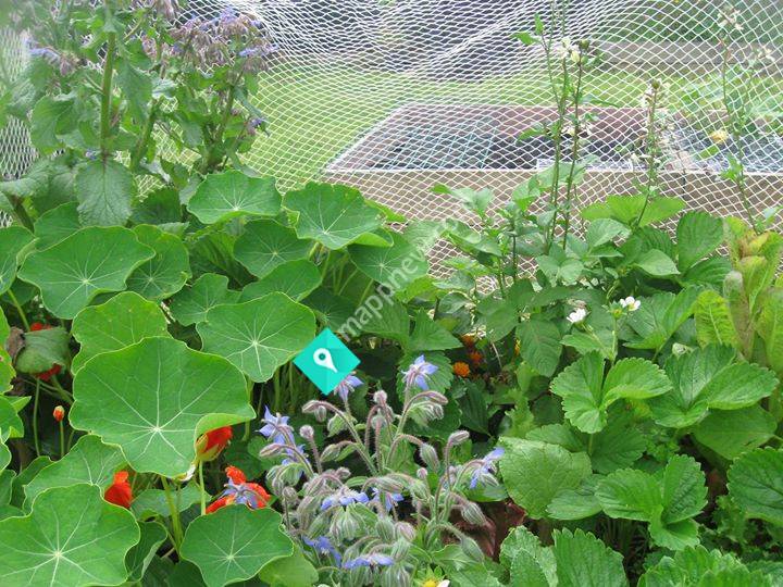 Garden to Kitchen - with Suz