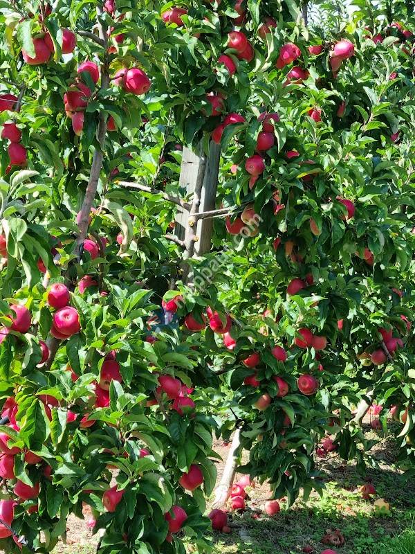 Golden Bay Fruit