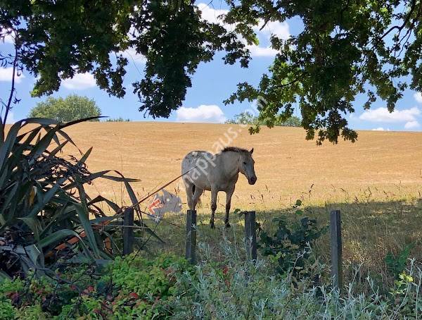 Government Paddock/Stockade Reserve