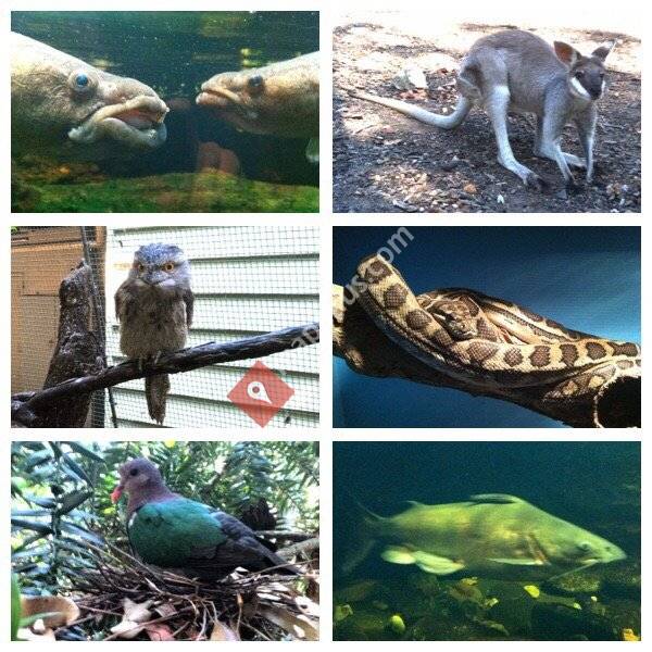 Green Tree Frog Cafe