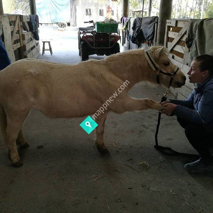 Hands On Horses
