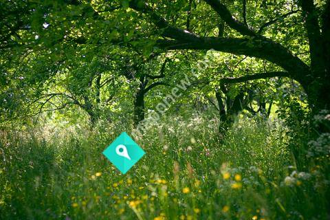 Hawea Flat Domain Food Forest