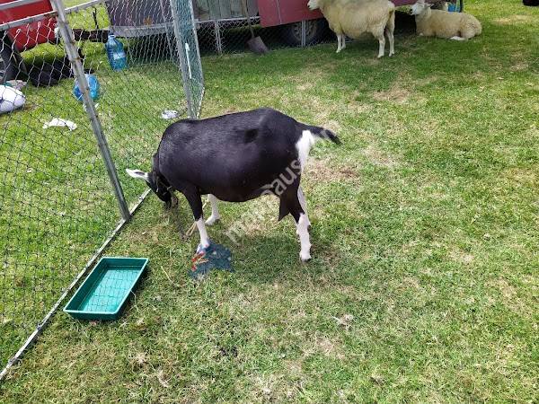 Helensville Showgrounds (Helensville A&P Association)