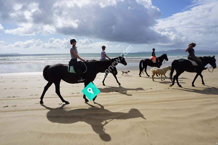 Horse'n around Northland