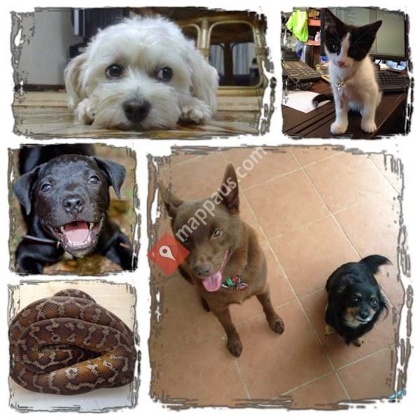 Hurry Home in home animal care