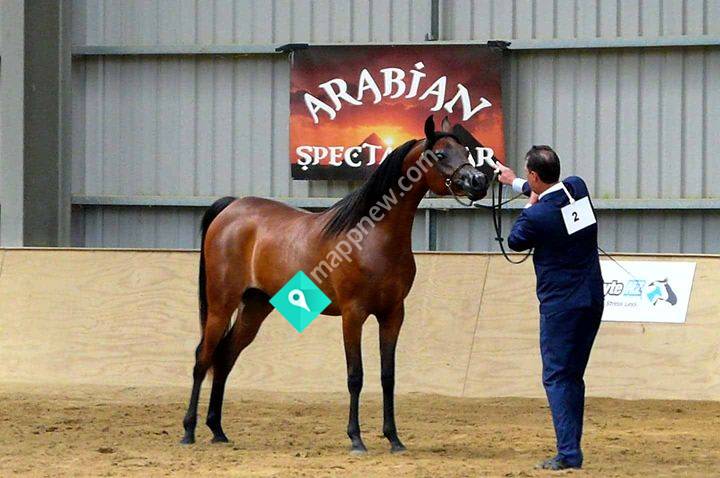 Jameel Arabians