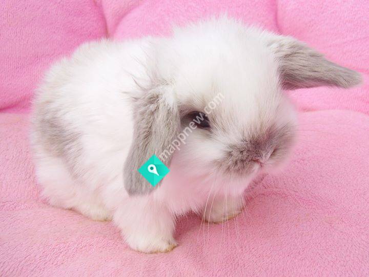 Judy's Rabbitry