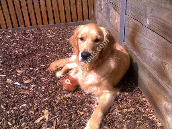 K9 Coach Pty Ltd