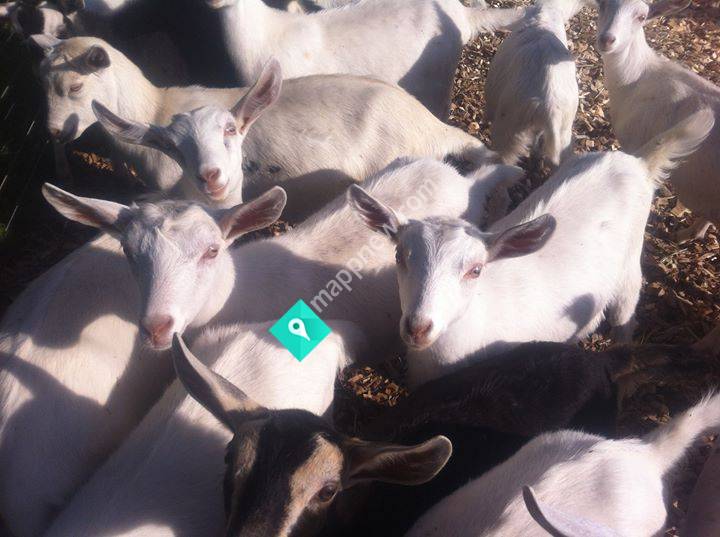 Kaipara Coast Dairy Goats