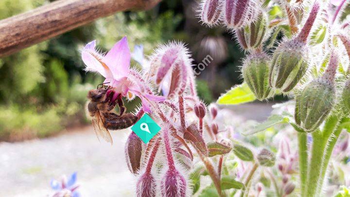 Kakahi Bees