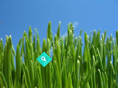 Land & Lawn Craft -Landscape, Lawns and Concrete.