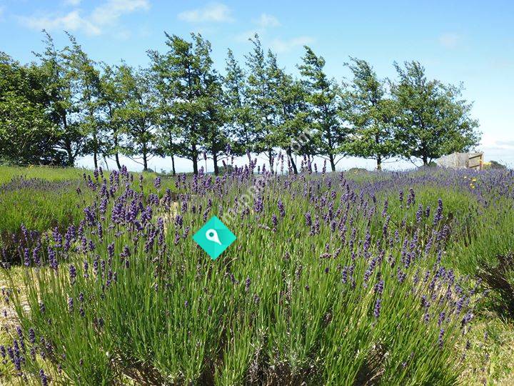 Le Belle Lavender