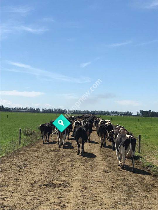 Legend Dairies Ltd