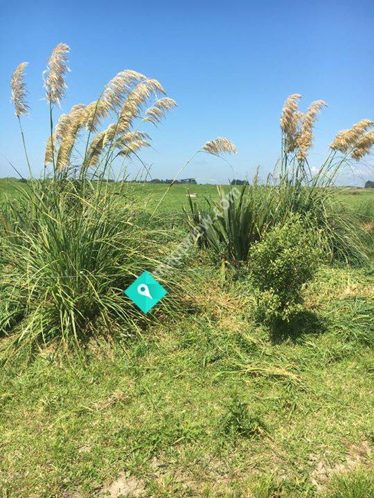 Let's Grow Canterbury Ltd