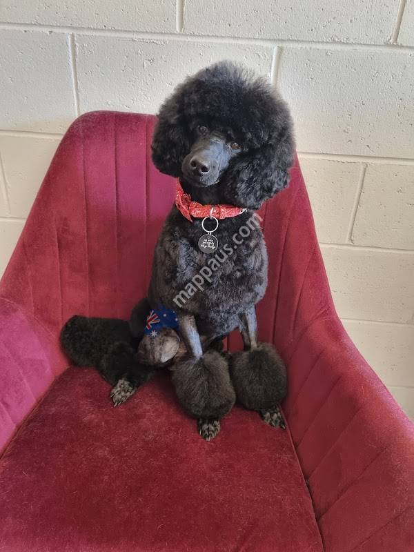 Lindsay's Pet Spa & Retreat