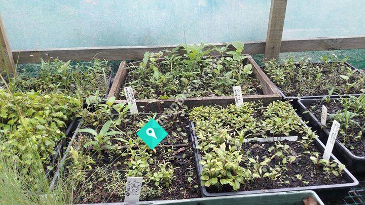 Living Streams Community Nursery