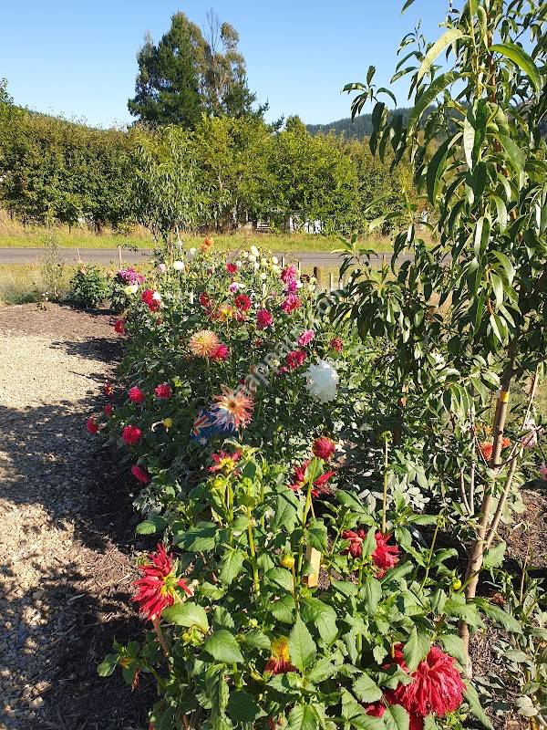 Maxwelton's Valley Blooms