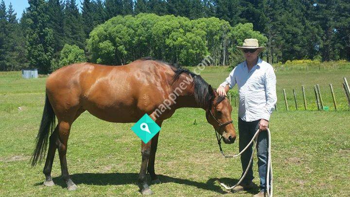 Mikes Horse Education / Farrier services