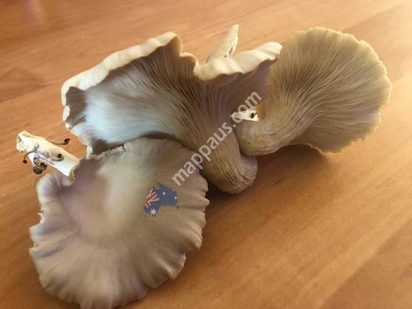 Mushrooms and More Tauranga