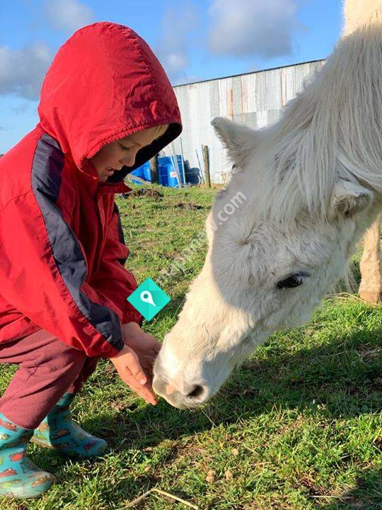 Nana Neigh's Natural Horsemanship