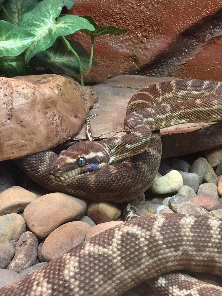 Naturaliste Reptile Park