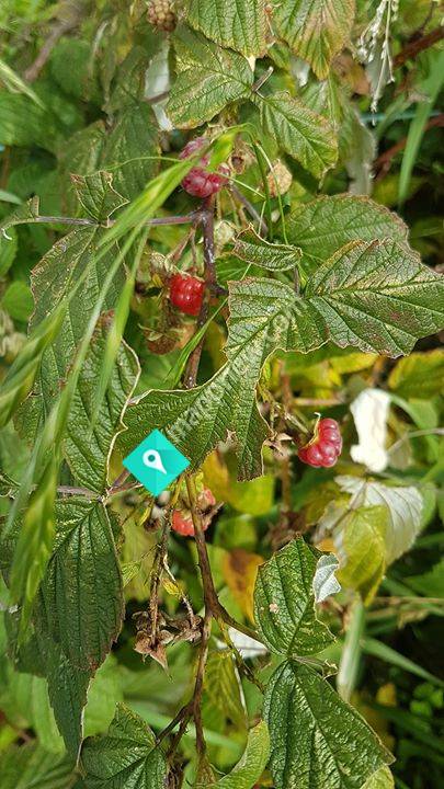 Natures Medicine - Naturopath