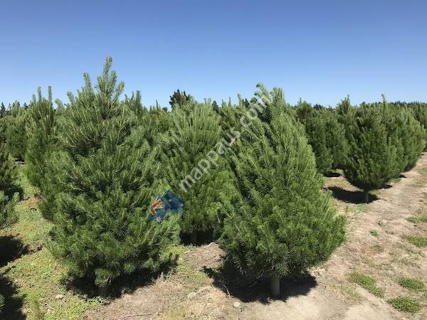 Needle Fresh Christmas Trees. NZ